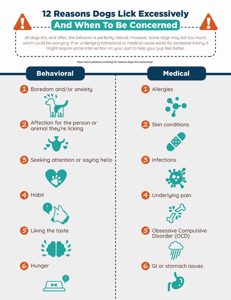 12 Reasons Dogs lick Excessively