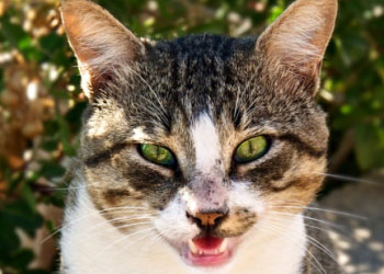 A White Ginger Cat Angry Face Expression, Portraits, Animals - Cats