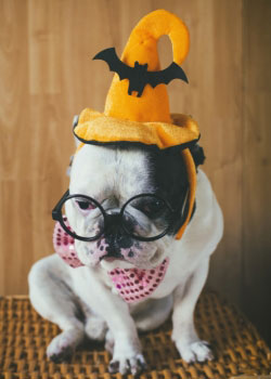 3 tips from Pets Best pet health insurance for trick-or-treating with your dog.