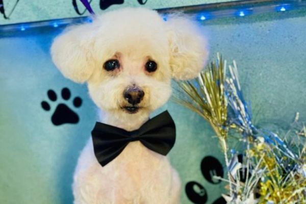 white fluffy dog