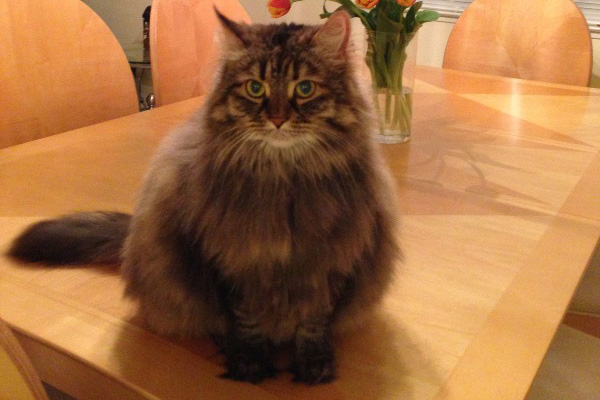fluffy brown cat
