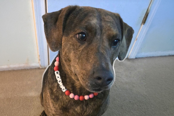 Customer Story: How Pets Best Helped Mable Get the Emergency Care She Needed