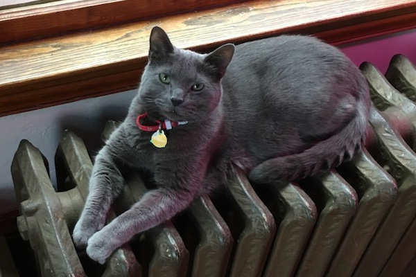 gray cat lying down