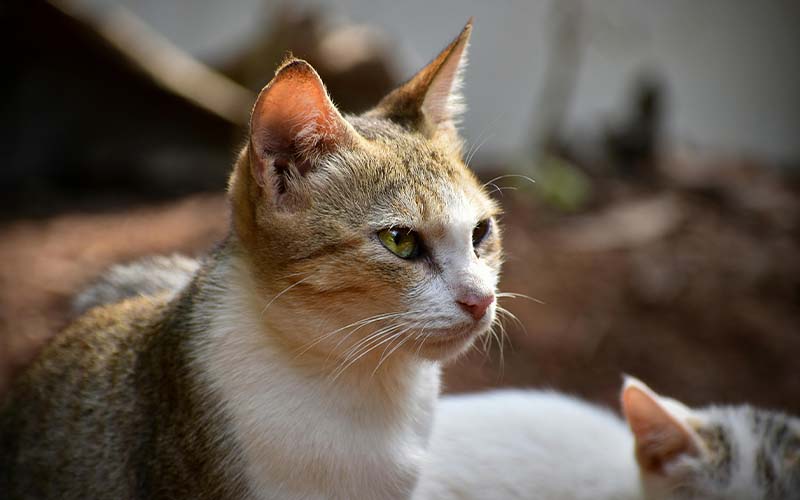 Cat Dementia: Signs, Treatments and Causes