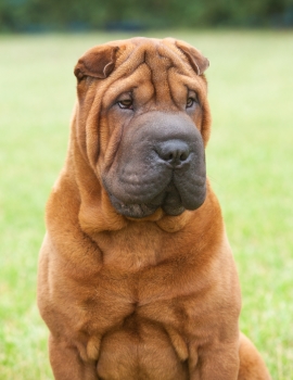 Shar pei best sale dog breed