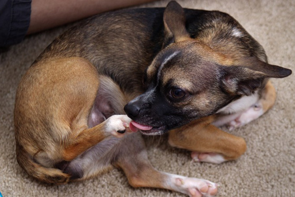dog licking paw