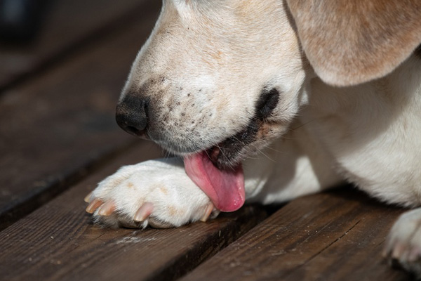 dog licking paw