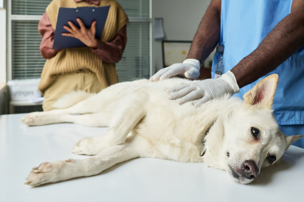 Dog Seizures: When to Worry, What to Do, and When to Go to the Emergency Vet