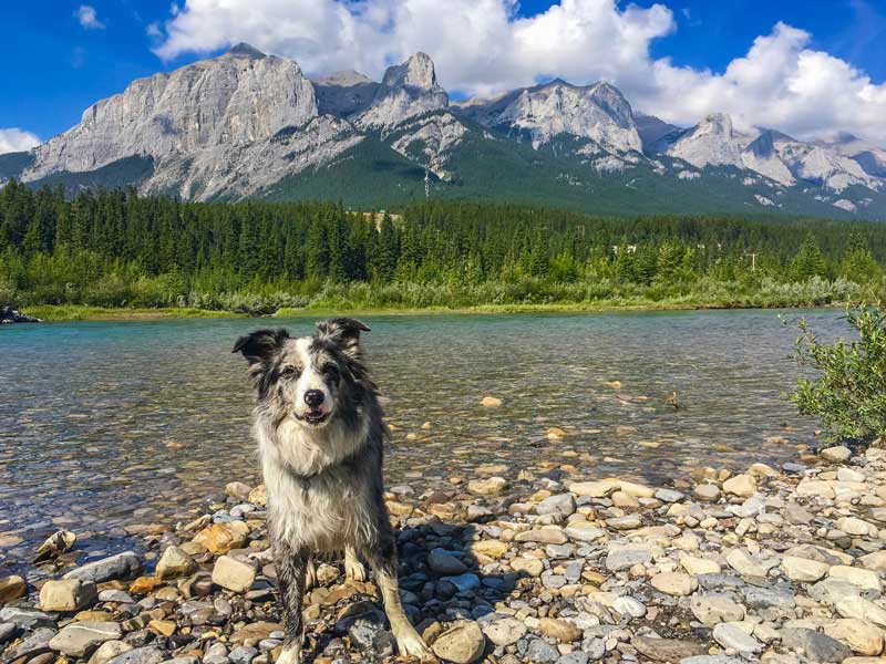 10 Dog-Friendly National Parks to Visit with Your Dog