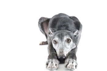 Find out what those puppy eyes really mean. From Pets Best Pet Health Insurance for dogs and cats.