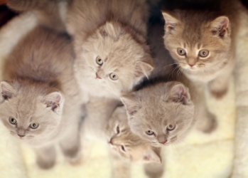 Kitten Milestones