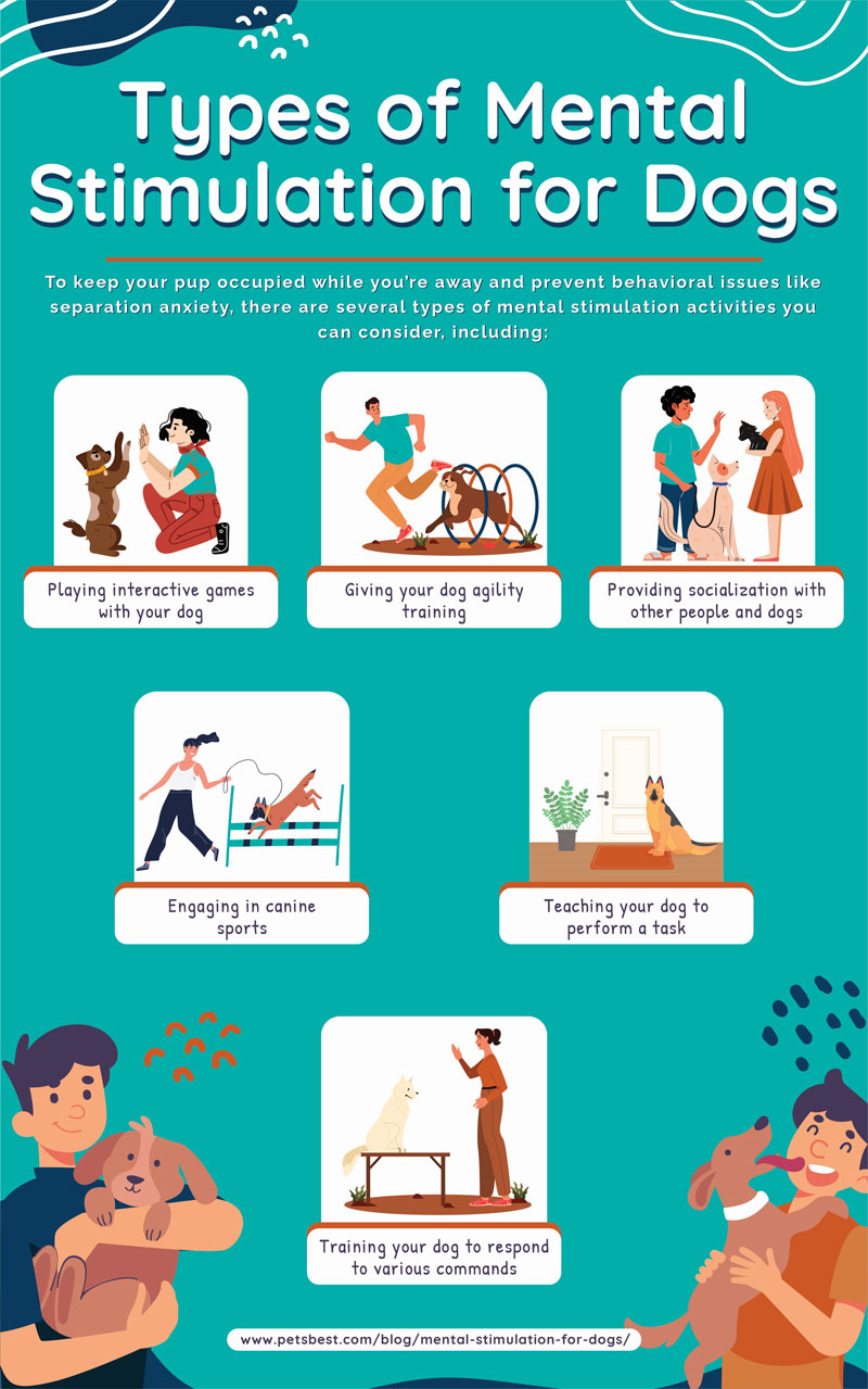 Types of Mental Stimulation for Dogs