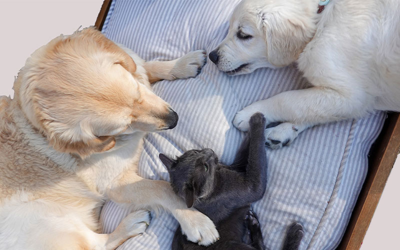 Is Pet Insurance Worth it?