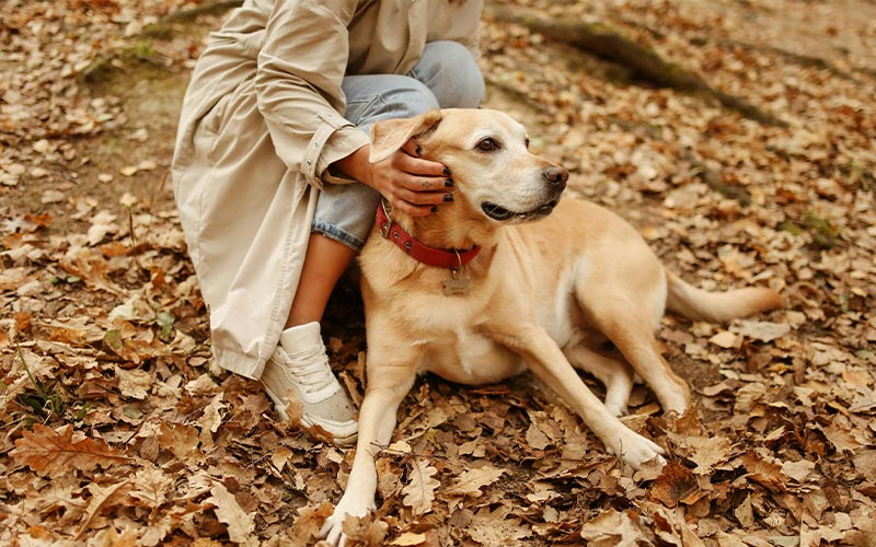 September Is National Pet Insurance Month: Why It Matters for Pet Owners