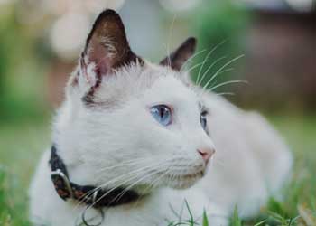 Cats should wear ID tags too!