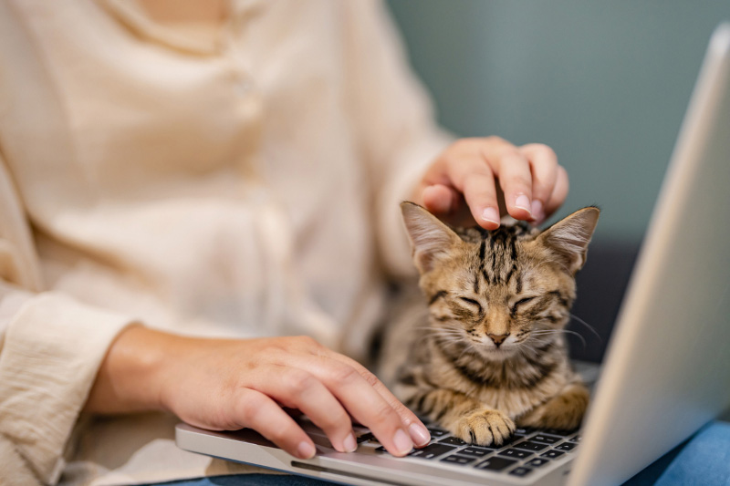 Pet Insurance Premiums Explained: What Affects Your Cost?