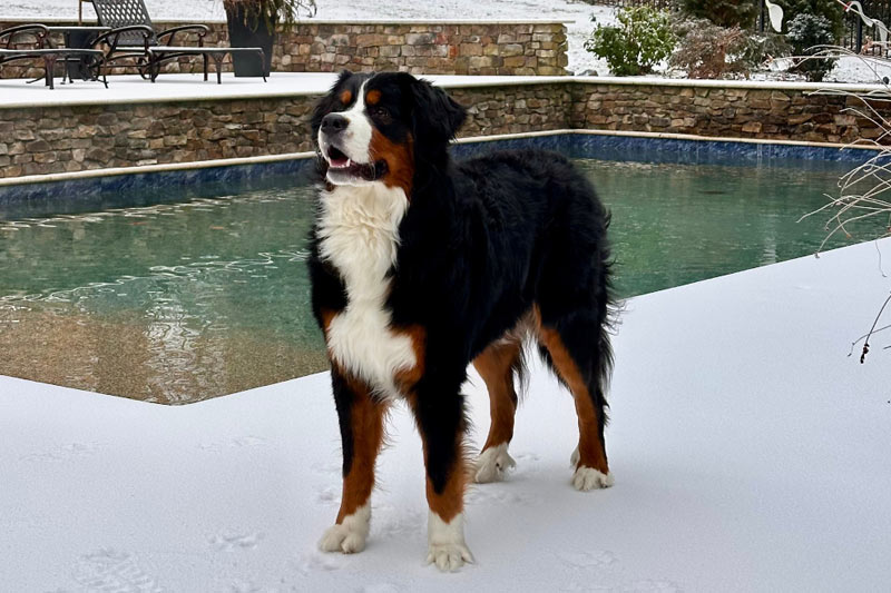 Bernese mountain dog by pool