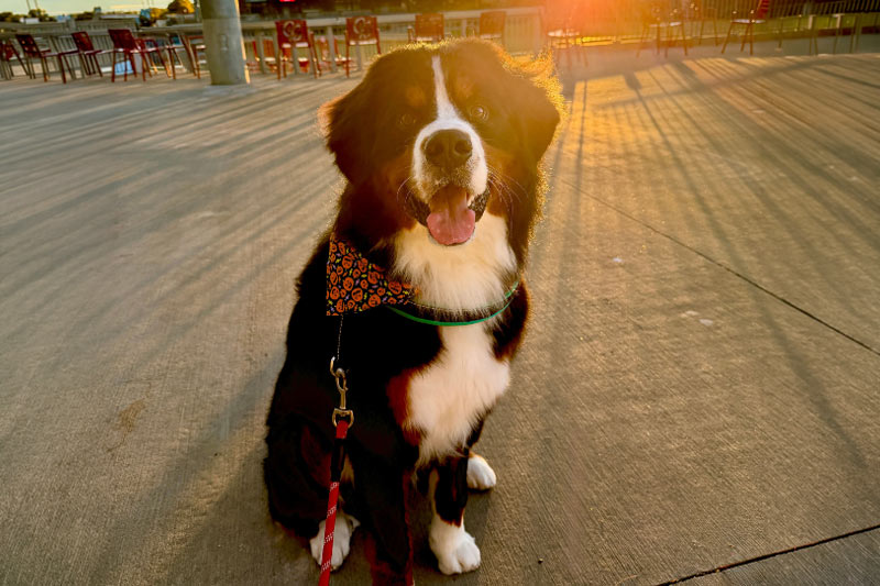 Graham's Emergency Surgery Story | Pets Best Pet Insurance