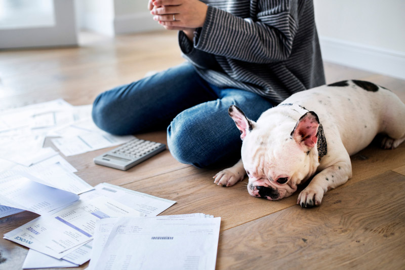 Why Do Pet Insurance Premiums Go Up?
