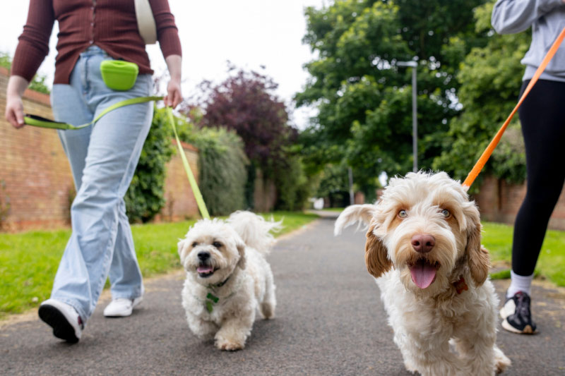 How Pets Best’s Refer a Friend Program Helps Nonprofits