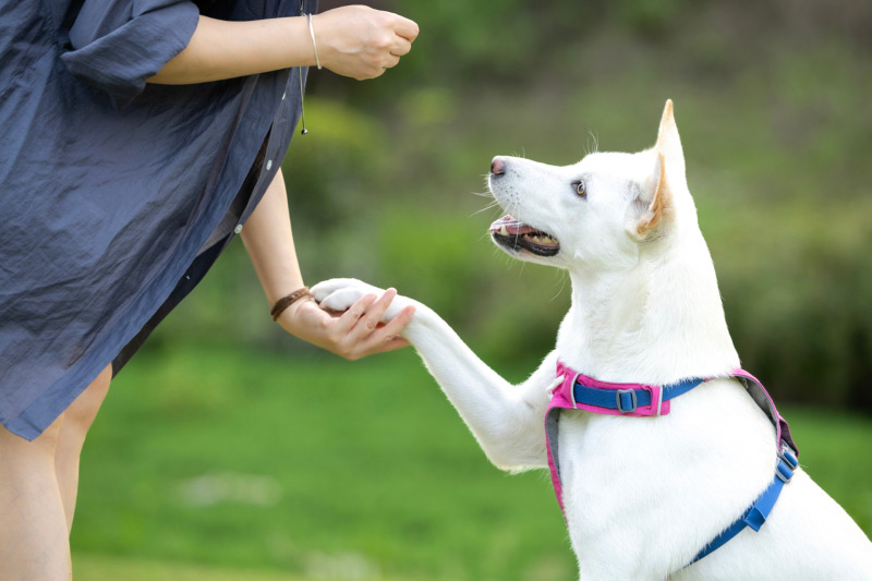 Living With a Deaf Dog: Care Tips, Training, and Safety