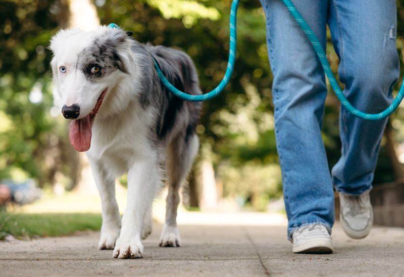 Dog on leash