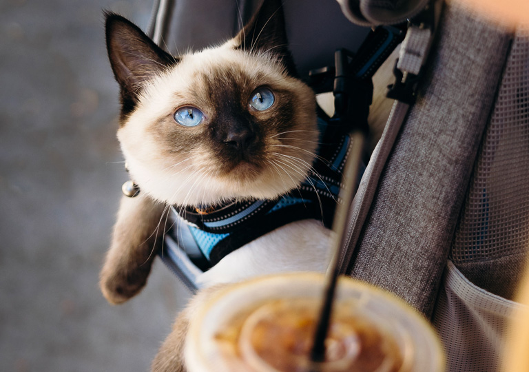 Cat in backpack